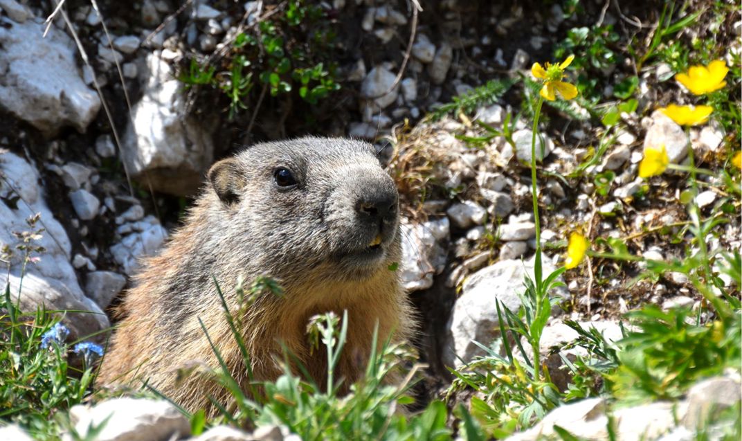 marmota-marmota-dsc-0339-184