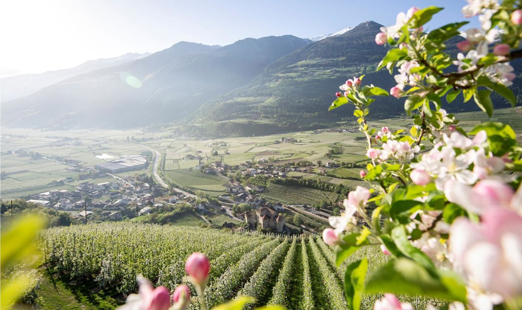 frühling-vinschgau-idm4493alfi