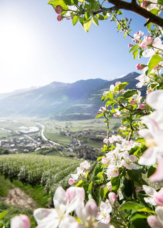 frühling-vinschgau-idm4628alfi