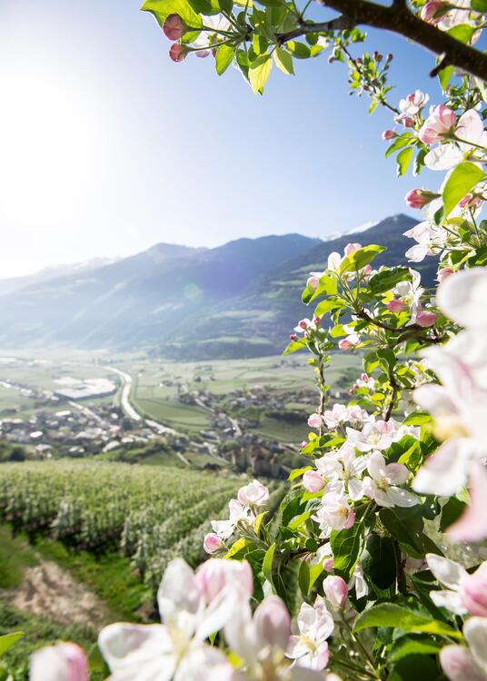 frühling-vinschgau-idm4628alfi